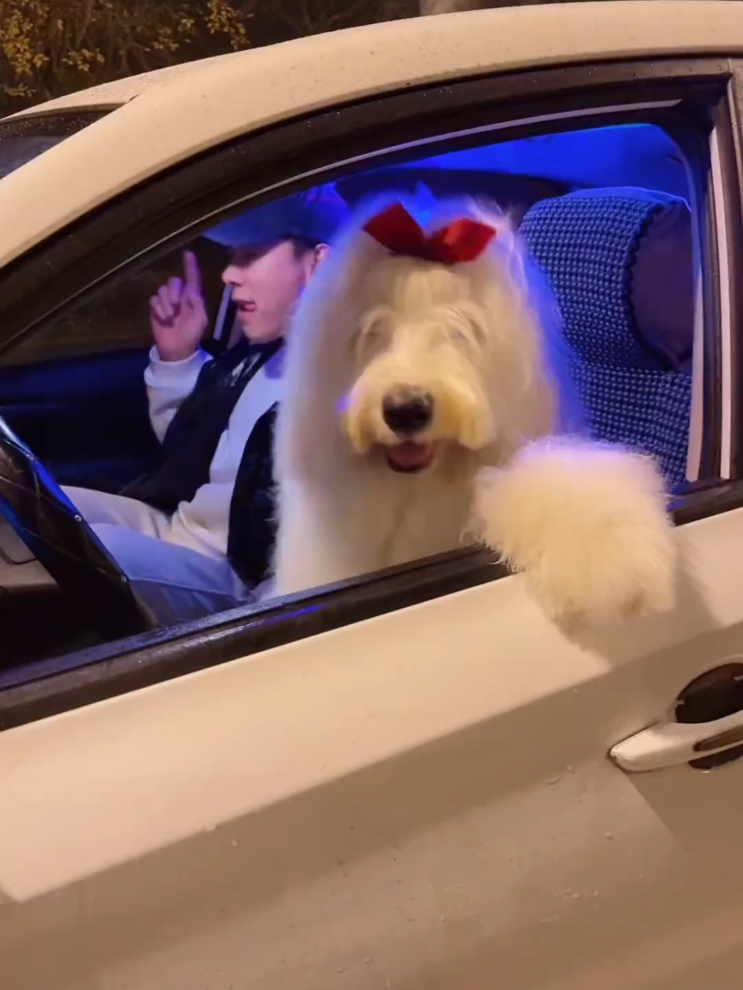 DJ Grooves: Watch This Dog Dance to the Beat! #WhoseDogDoesntGrooveToDJ, #DJDogVibes, #OldEnglishSheepdog, #DogGrooves, #PetDance, #DogDJMoments, #FunnyPets, #AdorableDogs, #PetVibes, #DancingDog, #CuteDogVideos