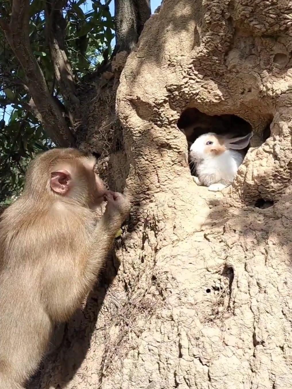 Great Video Mr. Monkey catching rabbit in jungle 🐇 #monkey #monkeys #monkeyvideos #wildlife #animals #monkeybaby #italy #usa #monkeyface #funnymonkey #funnyanimals #funny #monkeylovers #uk  #monkeyfun #kids #dogs #monkeydluffy #animalsoftiktok #shorts #dogsoftiktok #rabbitsoftiktok 