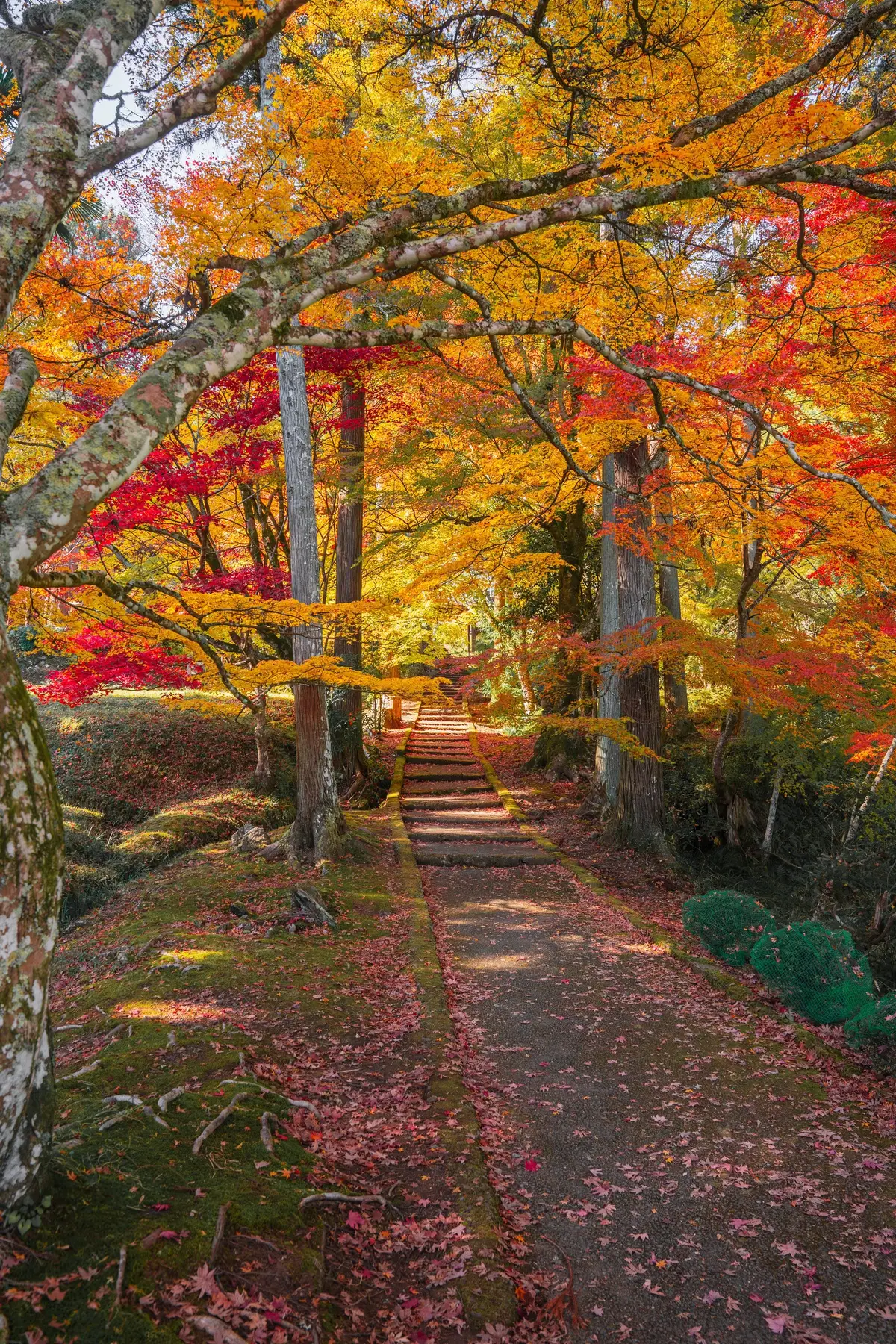 関西の秋は美しい。 #絶景 #秋 #紅葉　#日本 