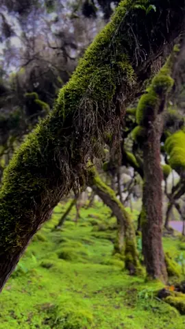 Lost in the serenity of Bale Mountains National Park - one park many worlds. 📍 Bale Mountains National Park, Oromia, Ethiopia #baaliyyoo #bale #balemountainsnationalpark #park #waterfall #forest #wildanimals #river #Hiking #travel #explore #fyp #mountain #music #hachaluhundessa #oromomusic #oromotiktok #ethiopian_tik_tok #oromia #ethiopia #africa @Visit Oromia 