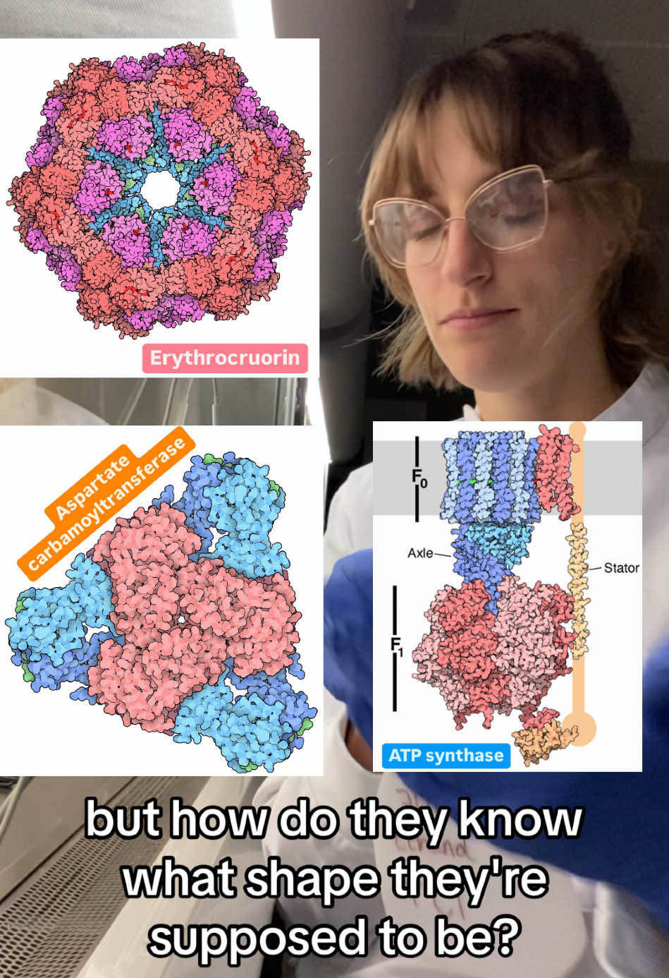 Aspartate carbamoyltransferase looks like fruity pebbles onigiri y/n #biology #medicine #phd #lab #fyp #science 