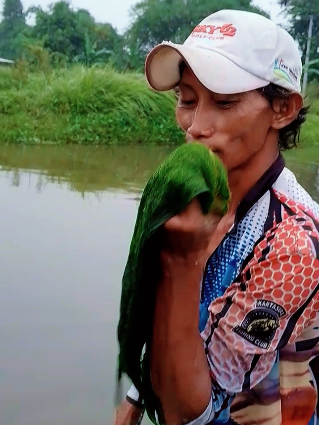 Jan josss tenan,,#lumut #umpanmancing #mancingikan #umpanmancing #masazismancing #mancingmania #mancing #mancingliar #spottmancing #umpanjitu #tehnik 