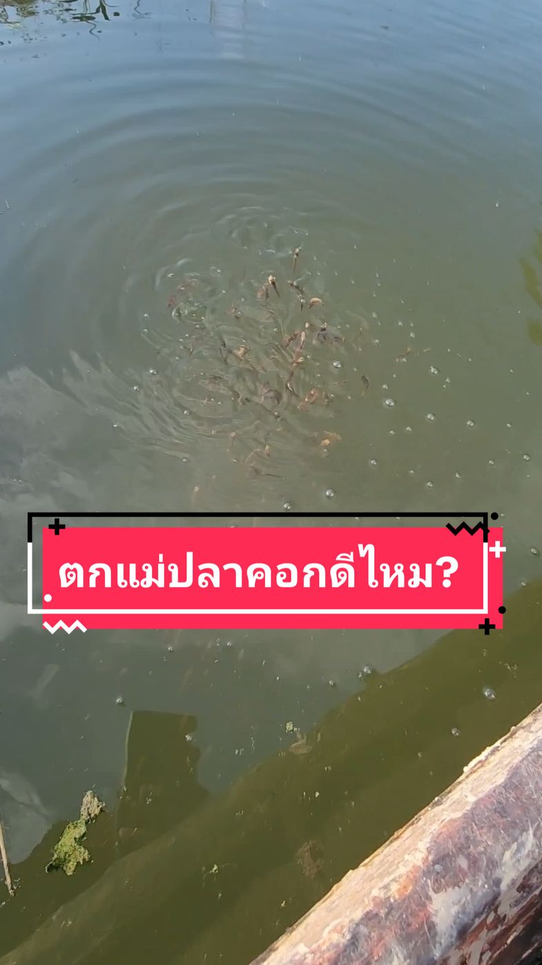 ตกปลาแม่คอกดีไหม #ลูกคอก #ตกปลา #ตกปลาแม่คอก #ตกปลาช่อน 