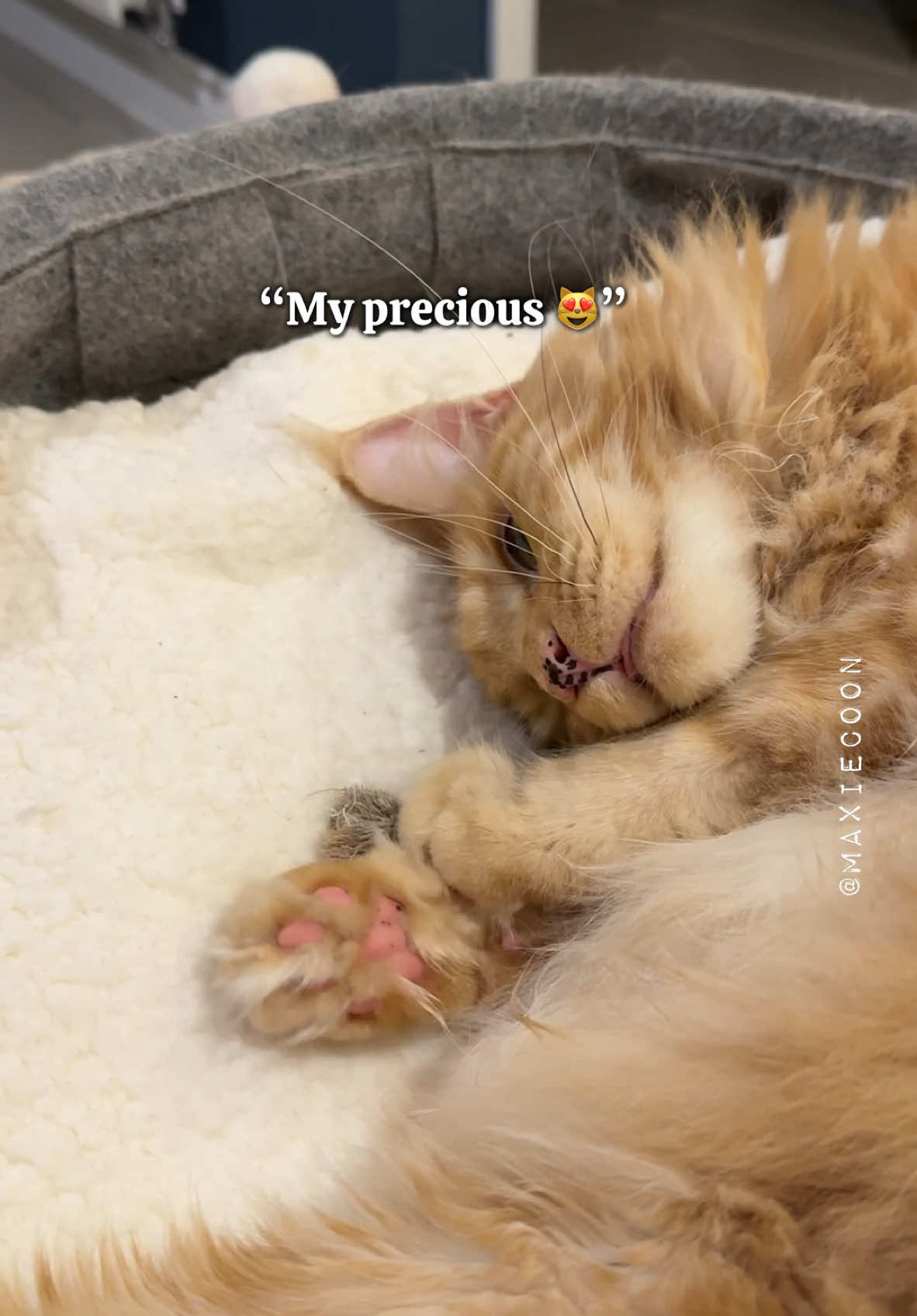 🔊 Silly ‘n’ Cute ✨Marmalade Floof✨🧡 His weird sounds never disappoint 😸 and Foxie has freckles even on his toe beans 💖 #cutecat #sillycat #catsounds #mainecooncat #maxiecoon 