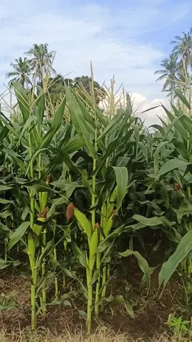 Jagung manis NB SUPER dengan sistem legowo 2:1 tongkolnya jos #pertanian #petanimuda #jagungmanis #fyp 