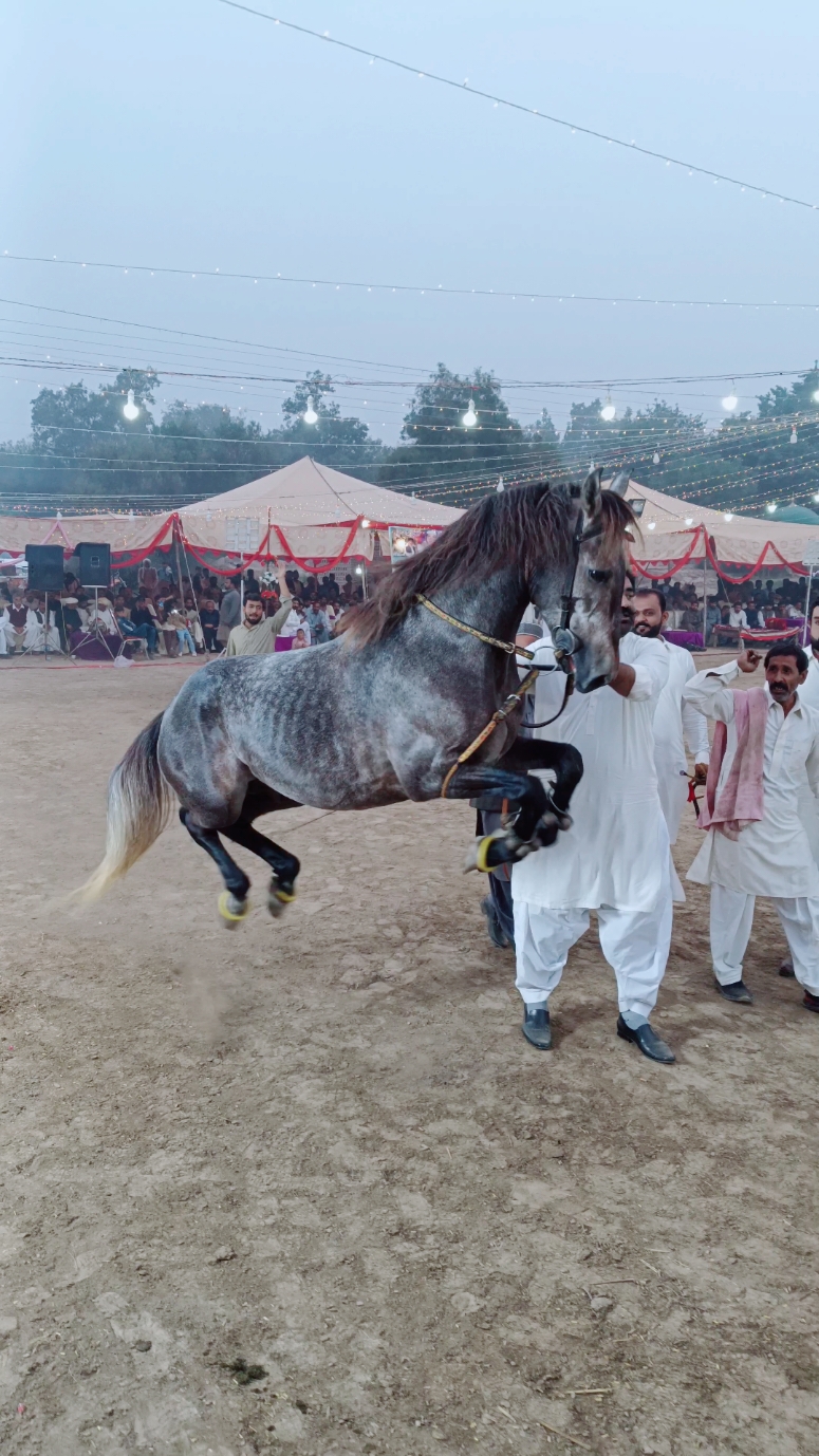 Malik Ghazanfar Langrial l VIP l Horse Dance Videos l Manoof Jateem Kamaliya l 2024#2024 #viralvideo #punjabrang #horsedance #kamaliya2024 #kamaliya2024 #jakhar2024