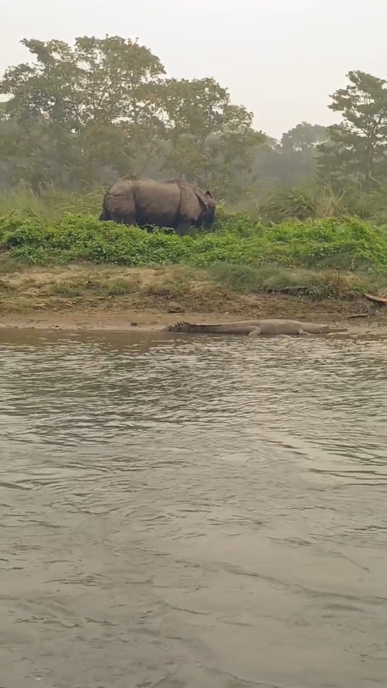 Rhino and gharial Crocodile... Chitwan National Park. join us for your Chitwan National Park tours. #chitwan #chitwannationalparktours #chitwannationalpark #WildlifeAdventure #sauraha #WildlifeAdventure 