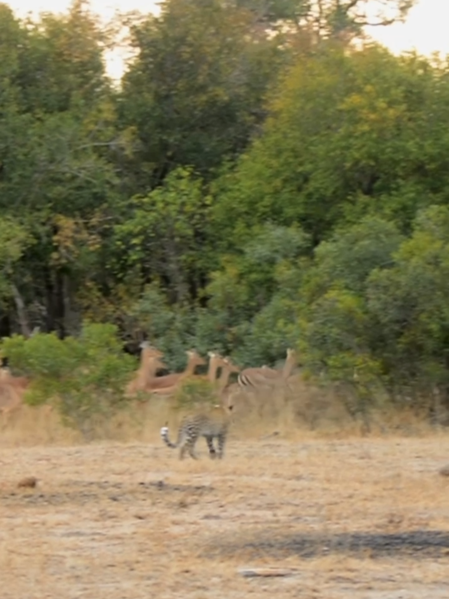 In the wild, not every hunt is a success. This herd of impalas detected this leopard’s approach before it could begin. 🐆🌿 #wildanimals#safari#southafrica#nature#wildlife#leopard