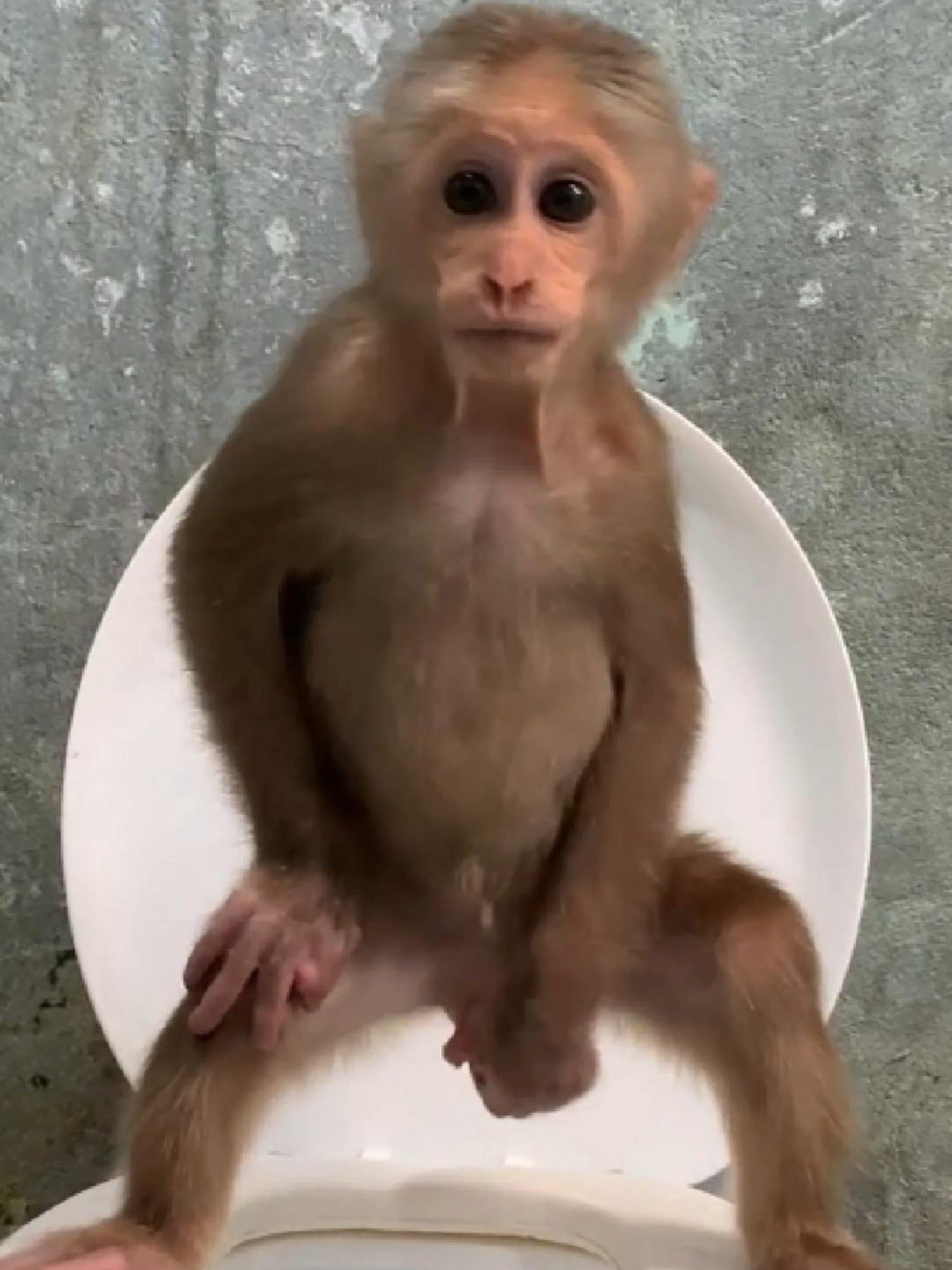 Monkey Mynu Fluently Using Toilet Without Mom's Help #monkey #fypシ゚viral #viral #funny