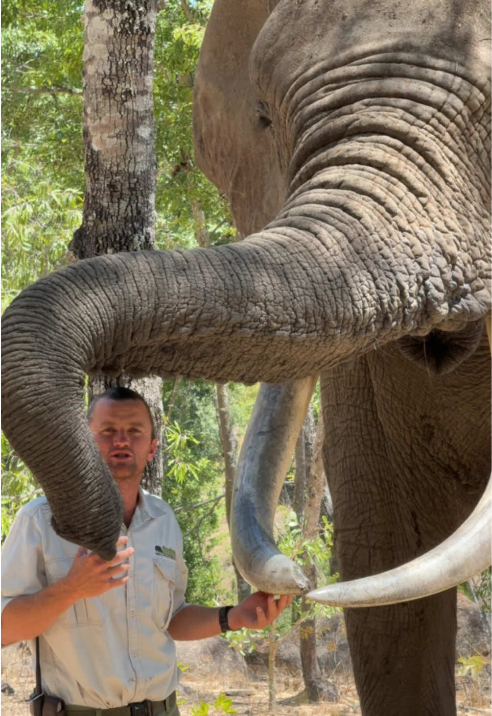 This animal has been part of the team and the family for the past 4 decades - what an icon he is! 🙌🏻🐘 #fyp #wow #reels #elephants #reillytravers 