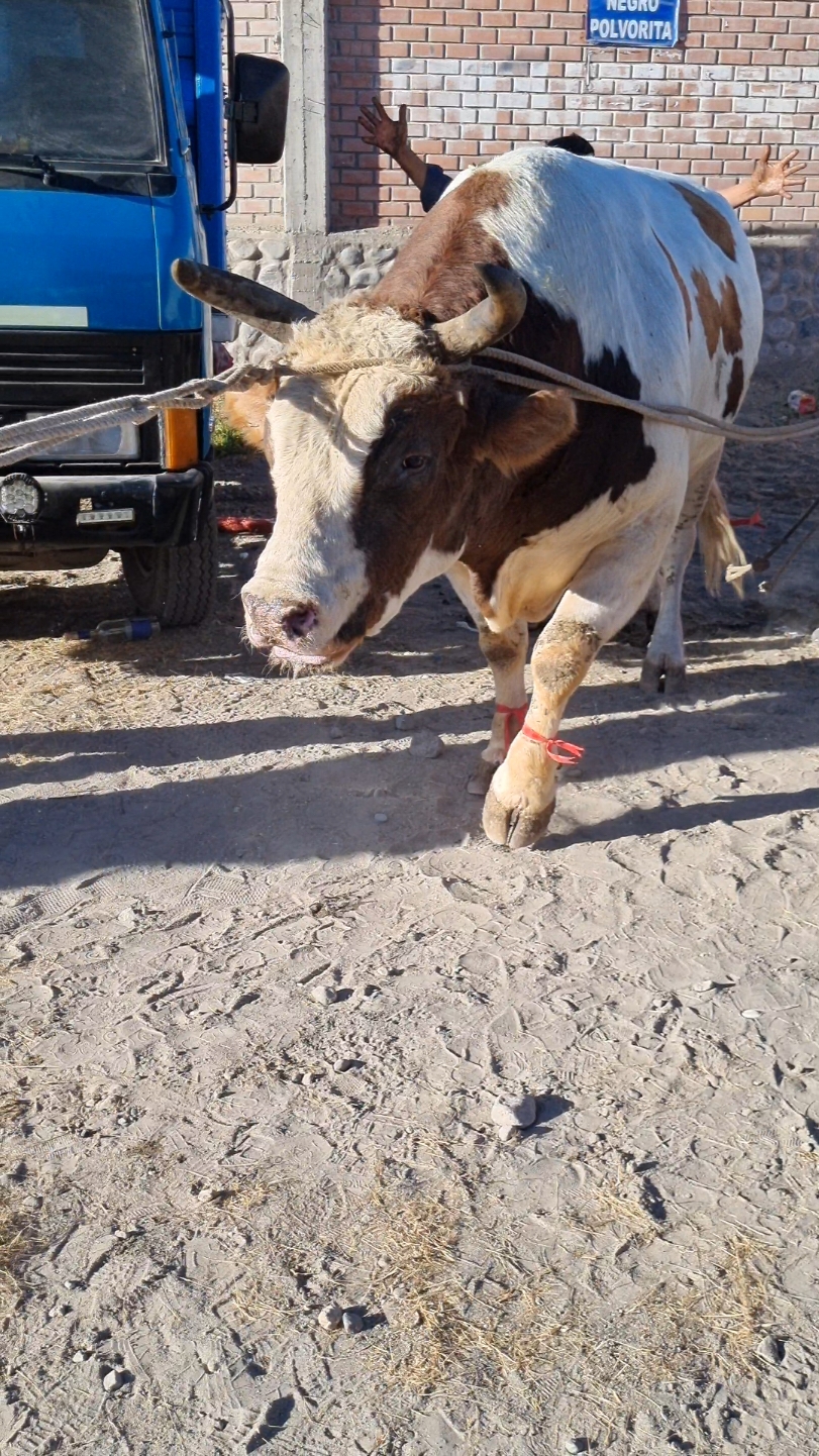 Mis favoritos 🐂♥️💪  #loquemegusta  #miamor #peleasdetoros #resbalandito🐴 #VicenteFernandez #arequipa #socabaya #pielroja #domingo #toro #parael #fyp #viral_video #torodepelea #coraje #fuerza #torostiktok 