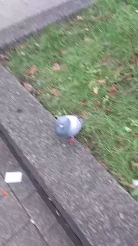 #pigeon