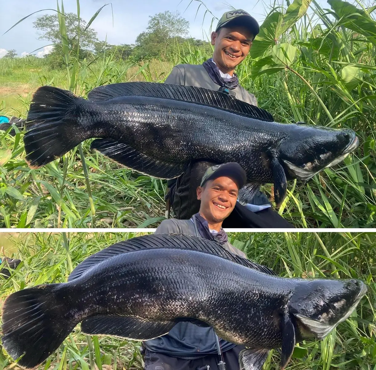 Dah lama tak nampak toman besar macam ni. Dah lah besar. Hitam pulak tu. Memang mantap saudara Mie ni. Hang memang padu! 🔺SP Silencer Ozmy  🔺Tali Ozmy Dragon 30lb 🔺Leader Dragon Fc 40lb 🔺Rod Rentaka Capture #ozmy #ozmyfishing 