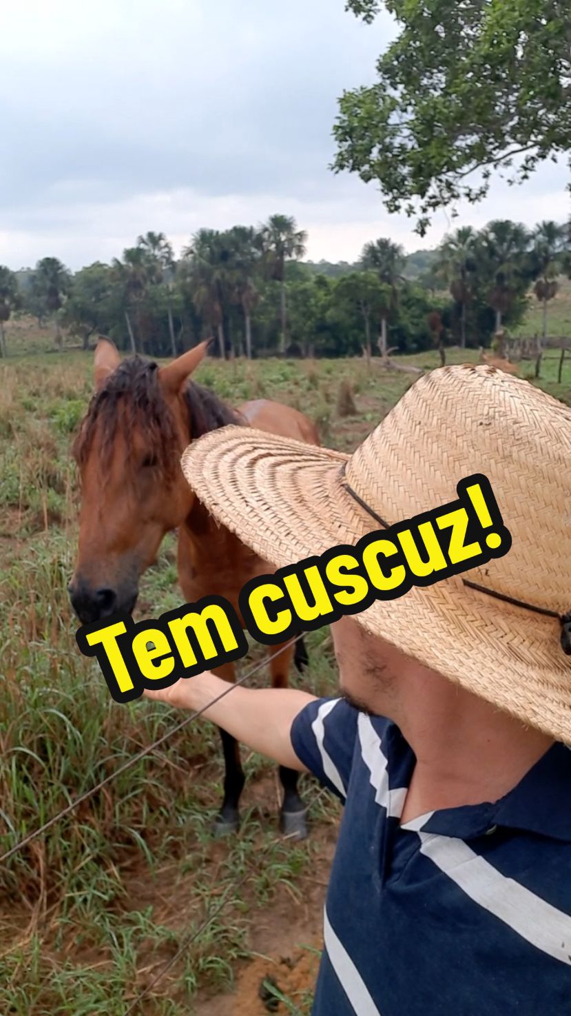 Sebastião tem cuscuz  #cavalo  #egua  #animal  #cuscuz  #meme  #vidanaroça 