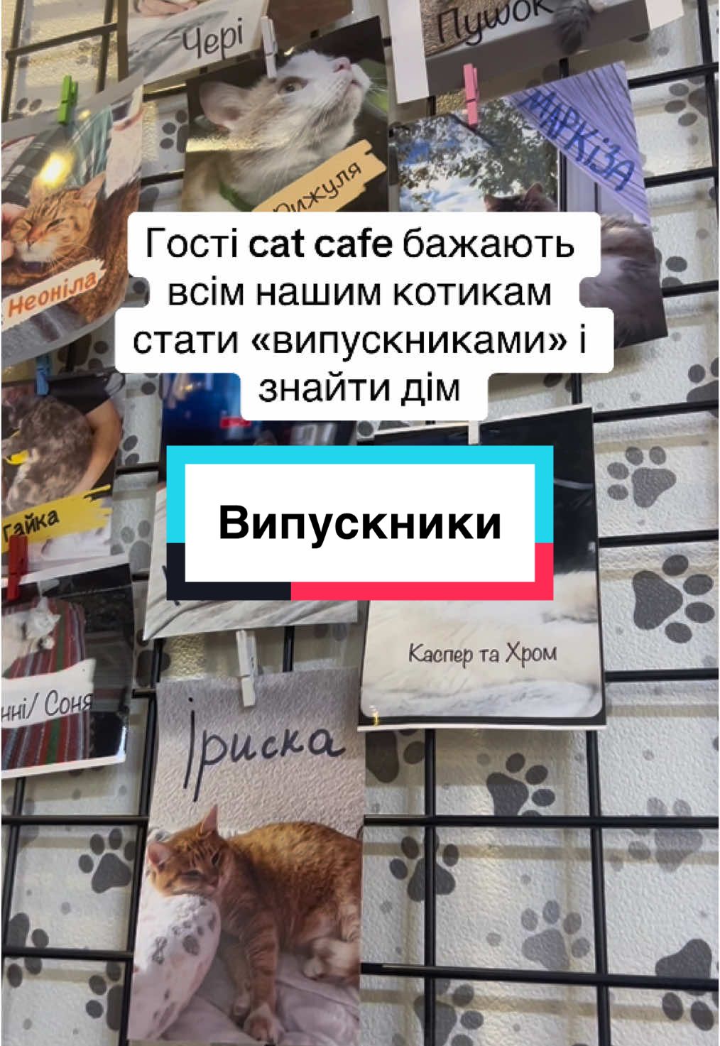 Повертали Мілку ще коли вона жила в притулку, задовго до її переїзду в котокафе. Люди казали, що вона надто надокучлива і постійно хоче уваги, через що нявчить, навіть уночі.