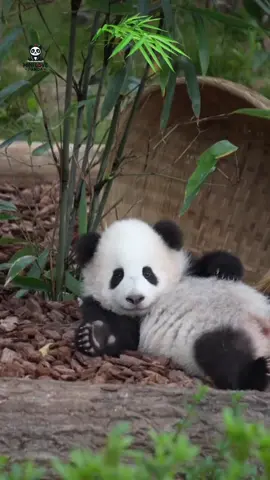 At the Chengdu Giant Panda Base, in the Star Nursery, a Level-24 giant panda cub: “Who’s taking pictures of me?” 成都大熊猫基地星星产房24级大熊猫幼崽：是谁在拍我呀？ #熊猫 #大熊猫 #panda #pandas #cutepandas 