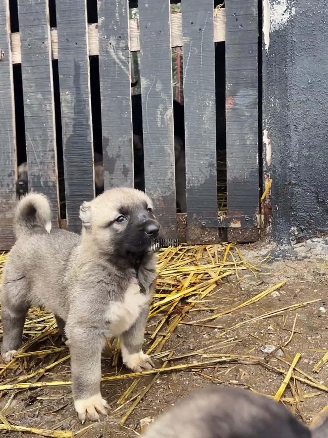 TRANSFORMATION #kangal #kangalpuppy #kangaldog #kangaldogs #kangallover #kangalpower #kangalvideo #dogsoftiktok #kingofthedogs #foryou #fyp #viral 