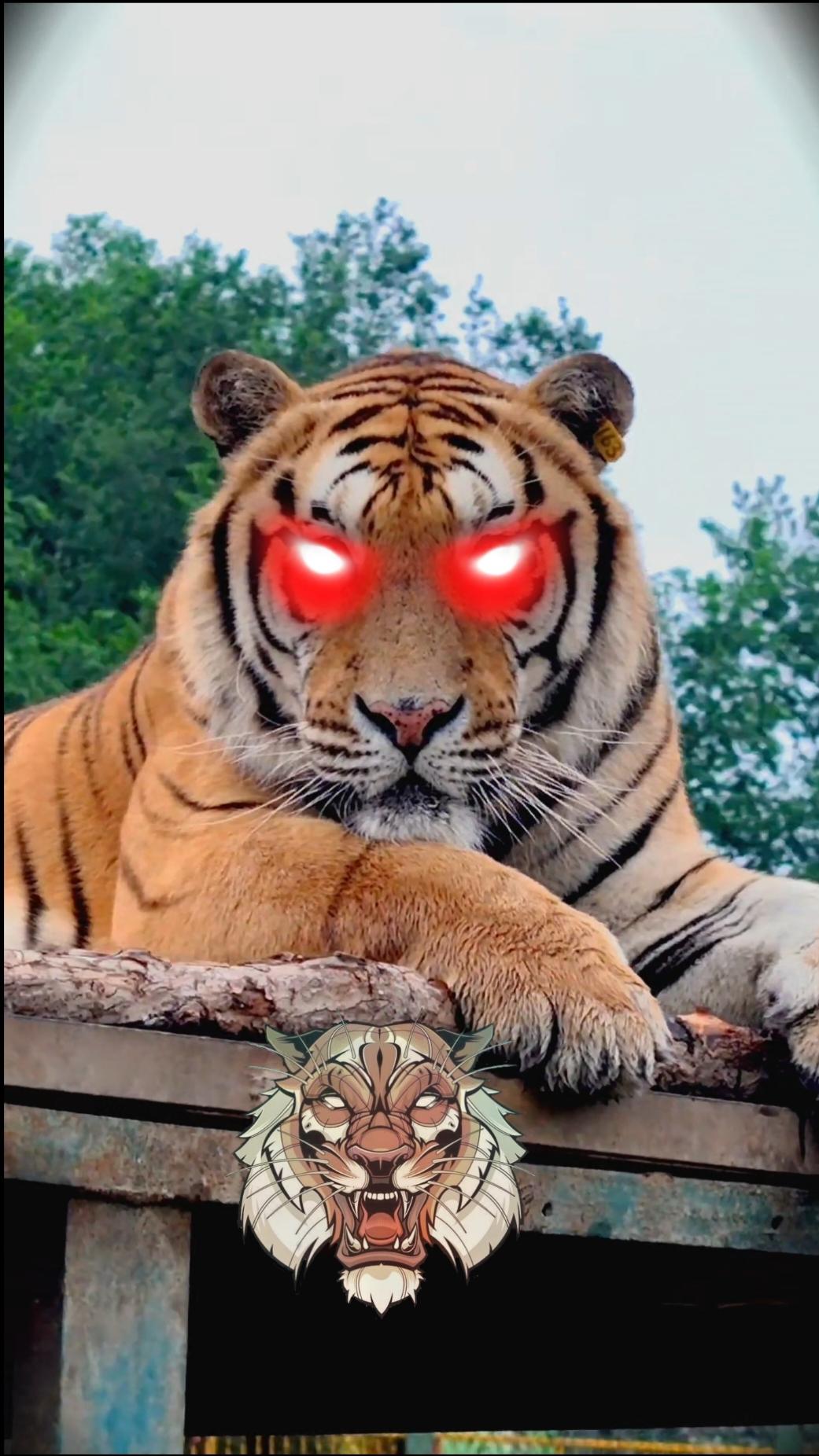 Looking at the tiger, the tiger stares at it #tiger# #Northeeast Tiger#Beast#The King of Beasts Tiger  #fyppppppppppppppppppppppp  #🐅 