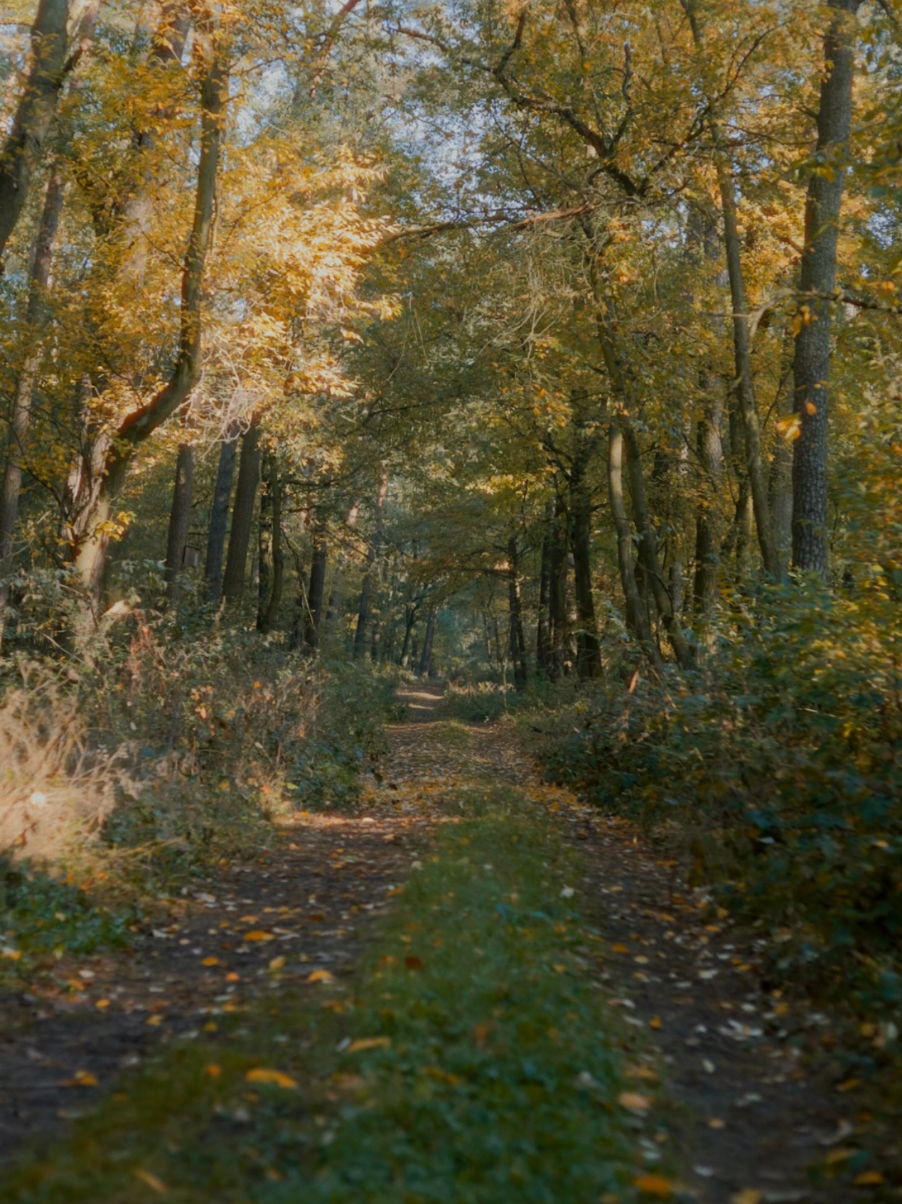 a forest path this autumn with the sounds of birds flying away 🍁🦆🪿 #forest #autumn #fall #cinematic #dehancer #tree #nature #mood #cine 