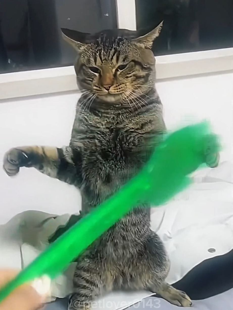 Funny Kitty 😻🤣 #foryou #foryoupage❤️❤️ #kitty #kittycat #cute #cutecat #cat #cats #catlover #catsoftiktok #pet #pets #PetsOfTikTok #petlover #funnyvideos😂 #meow #kittens #kittensplayingvideos #creatorsearchinsights #funnymoment #grow #viralvideos #europe #usa🇺🇸 #usa_tiktok #catvideo #videos #fyp 