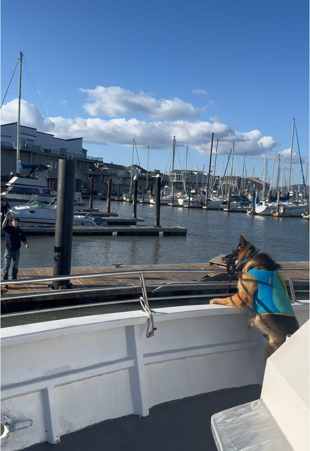 #fyp #foryoupage #foryoupageofficiall #foryoupage #boatdog #boatsgonewild #boatsdailyoffical #dog #dogwithajob #boat #gsd #germanshepherd 