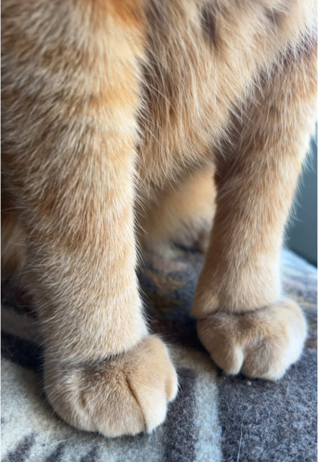 pristine pegs from paris #cattok #orangecatsoftiktok #catsoftiktok #orangecat #orangecatbehavior #louievuitton 