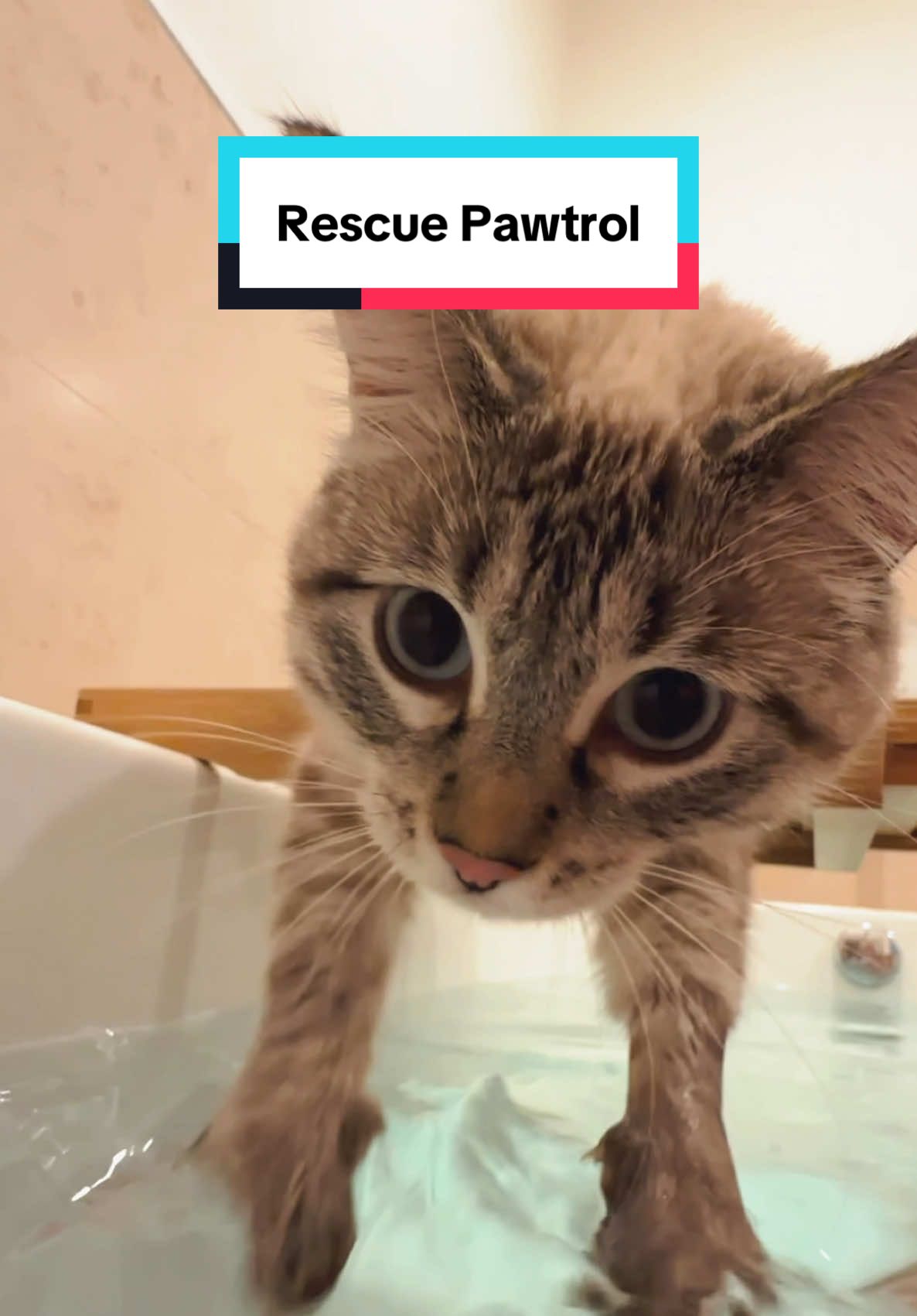 Would you trust Gigi to save you?🛟  #catswimming #catinbath #cutecats #cutekittens #funnycats #funnyanimals #lynxpoint #catmom #catlady #catpeople 
