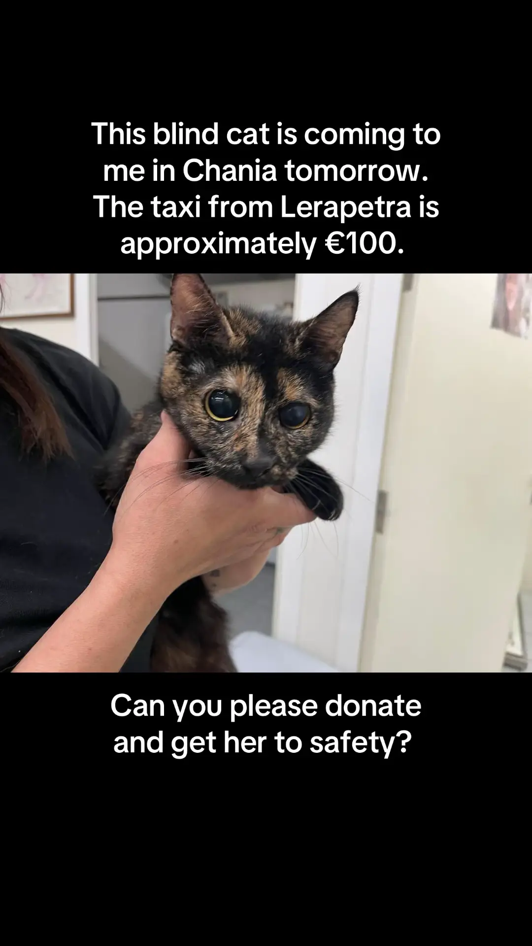 She is waiting at a vets. She cannot see at all. Someone adopted her kitten, but this mama has nowhere to go. I will also take her male friend who is at the vets with her. Please donate so I can raise €100 for the pet taxi. Thank you so much - all the donate links are in the bio. #blindcat #rescuecat #catshelter #catrescue #catsanctuary #cat #chania #crete 