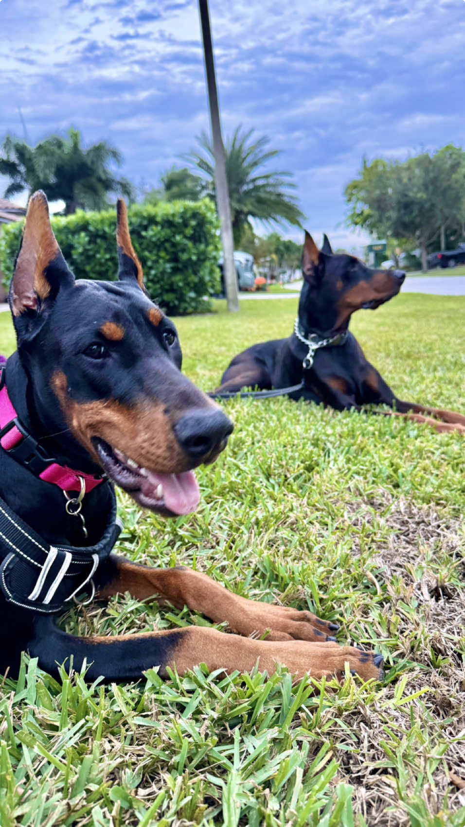 When we had the opportunity to adopt this beautiful little girl, we knew she'd be the perfect companion to our 5 year old Doberman, Axel. 5 months later and they've become the best of friends, and the only regret we have is that we didn't do this for Axel sooner. Karma is the absolute sweetest, and it warms my heart to see these two together like this 🐾 #doberman #companions #puppy #dogsoftiktok #fyp #heartwarming 