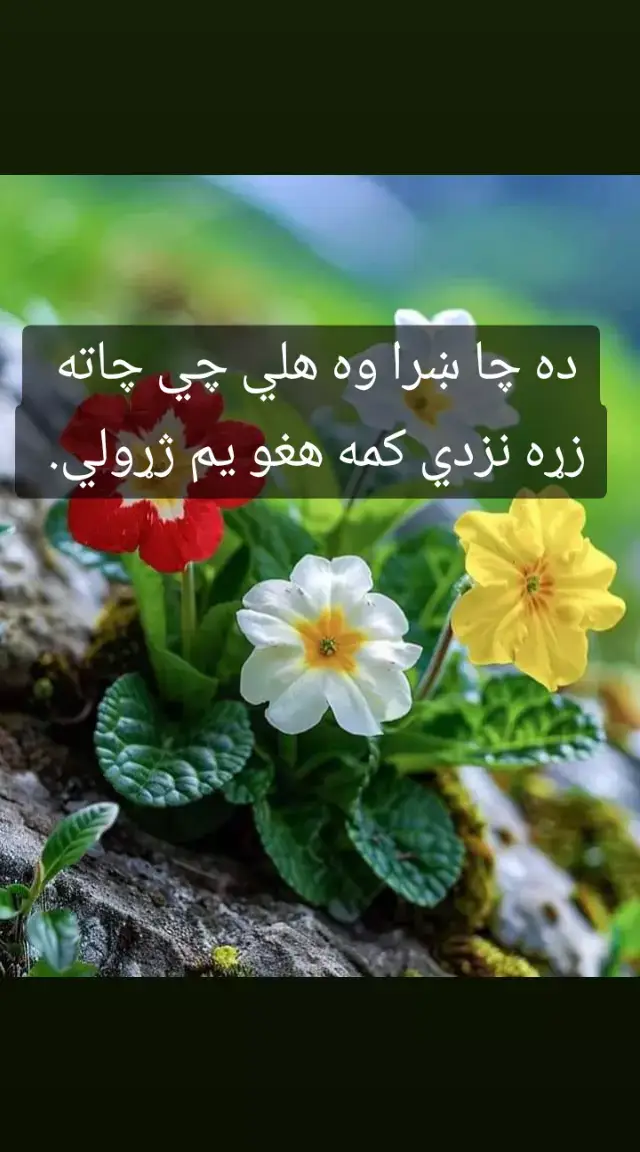 ده چا ښرا وه هلي چي چاته  زړه نزدي کمه هغو يم ژړولي