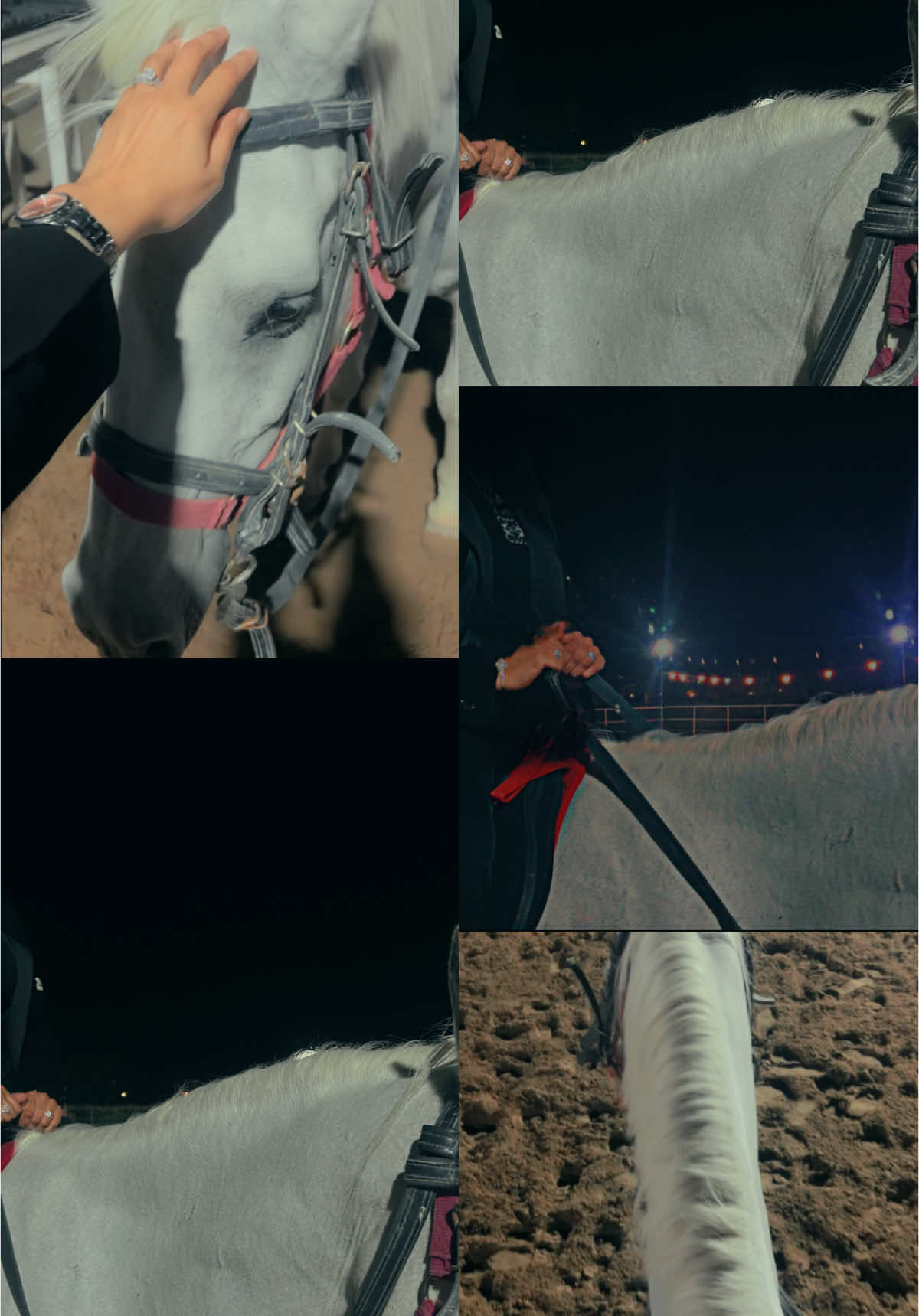 #الخيل_عشق_لاينتهي🐎❤️ 