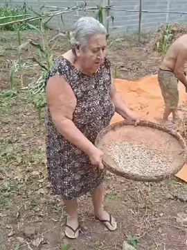 #vovónotiktok  #quemplantacolhe  #serviçoquegosta 👏👏🤩🤩