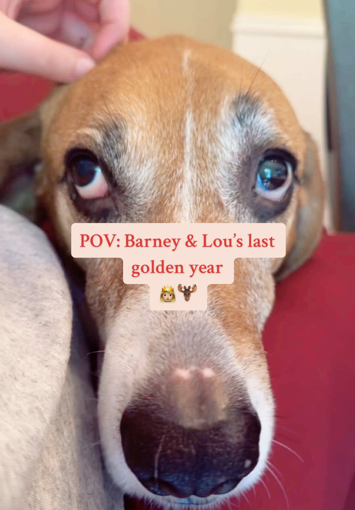 Recorded this song playing during my last drive with Barney girl. It always reminds me of these two and how lucky I am to be grieving them right now. The song is by @Troy Ramey - Forever Wild ❤️  #rescue #senior #dogsoftiktok #dog #PetsOfTikTok #petloss #adoptdontshop #troyramey #treeingwalkercoonhound #beagle #lastyear #2024 #deaf #blind