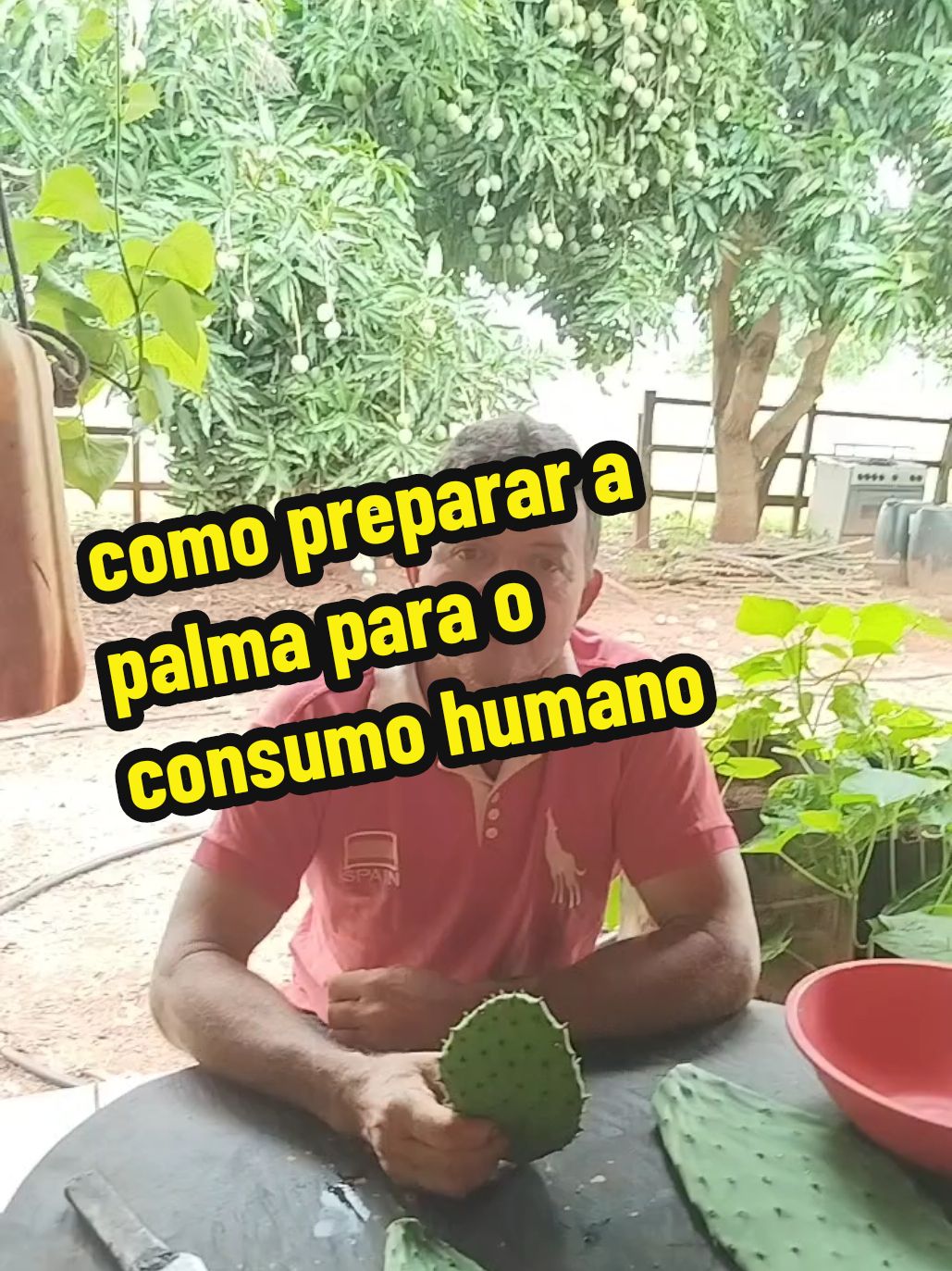 como usar a palma pro consumo humano #roça #interior #plants #palma #cacto 