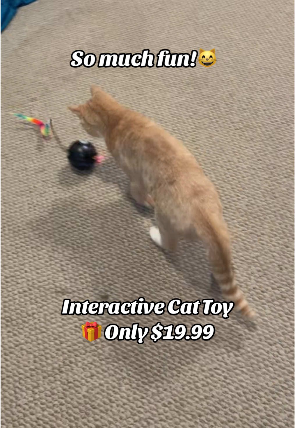 🎄Get your cat the  puuurfect gift! 🎁 . . . #petgifts #cattoys #interactivecattoy #catsoftiktok #cats #catmom #catmomlife #catdad #giftideas #tiktokshopblackfriday #catlaser 