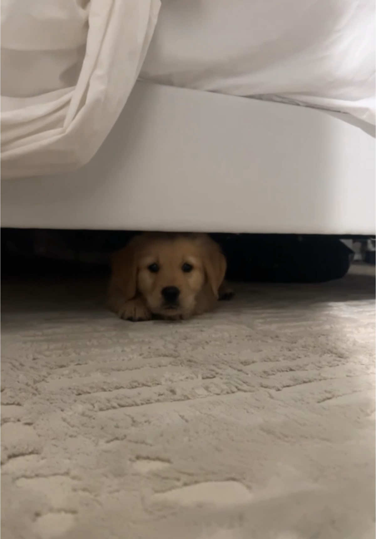 you never know what you could find under there 👺 its a shark 🦈🦈🦈 #puppytiktok #dogsoftiktok #goldenretriever 