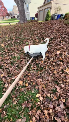 Sherlock committed to the yard work! #labradorretriever #labrador #puppytiktok #lawncare #leafremoval #fall #yardwork #helper #yellowlabrador #yellowlabsoftiktok #sherlockbones #viralvideo #puppylife #puppydog #labpuppy #labradorlove #leaves 