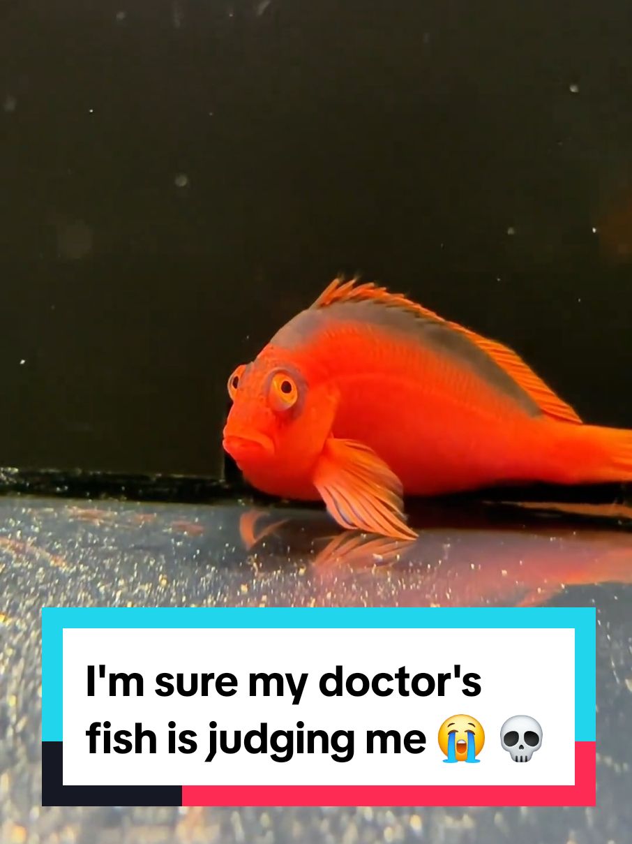 I'm sure my doctor's fish is judging me 😭 💀 #doctor #fish 