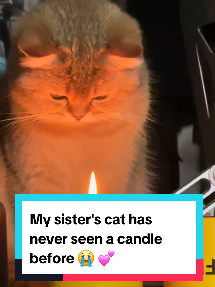 My sister's cat has never seen a candle before 😭 💕 #cutepets #cutecats 