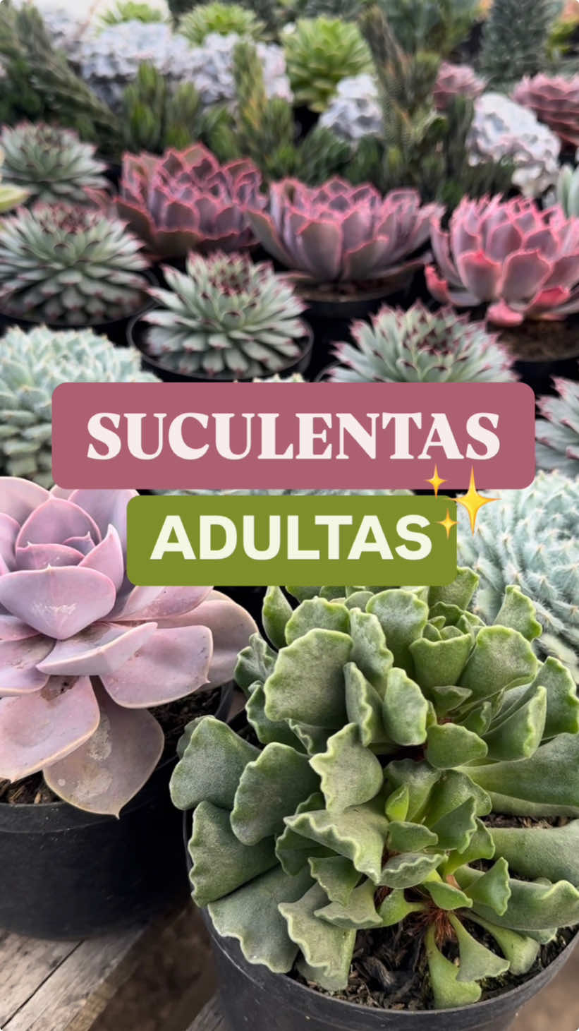 Asi se ven las suculentas cuando son adultas 🥰 #suculentas 