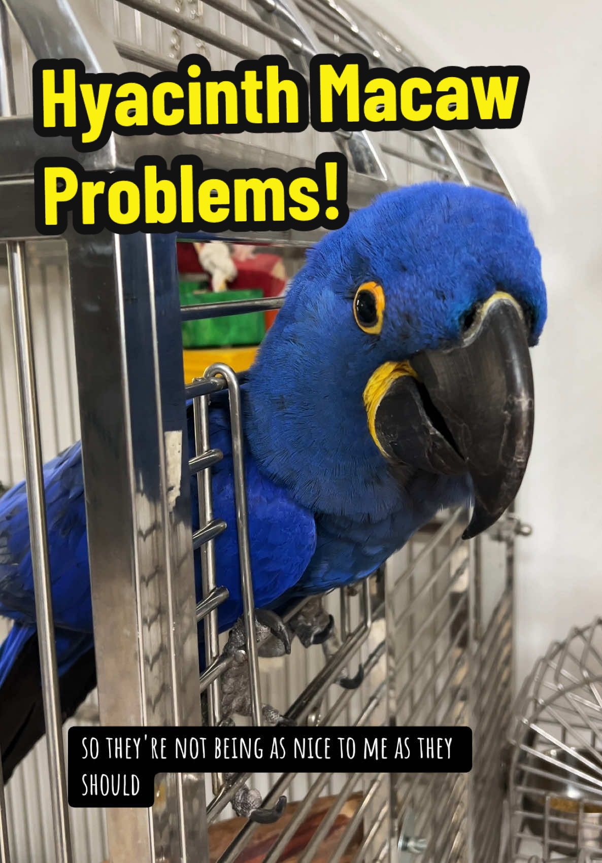 This is the first problem I’ve been so grateful to have, but for the sake of my walls & “Old Man Midas”…Boo needs a stronger bachelor pad! #hyacinthmacaw #macaw #parrot #aviculture #pets 