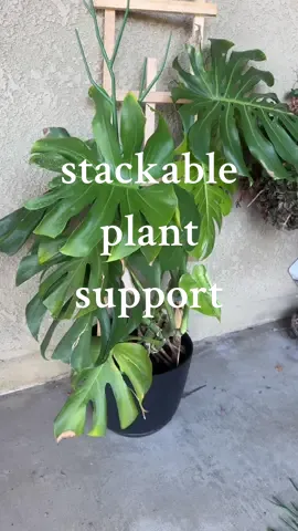 Help your plants stay up🫶🏻🪴 #tiktokblackfridaysale #tiktokshopblackfriday #tiktokshopcybermonday #tiktokshopcybermondaysale #blackfriday #cybermonday #fyp #trending #plantsoftiktok #plantsupport #monsteratips #monsteratipscare #plantscare 