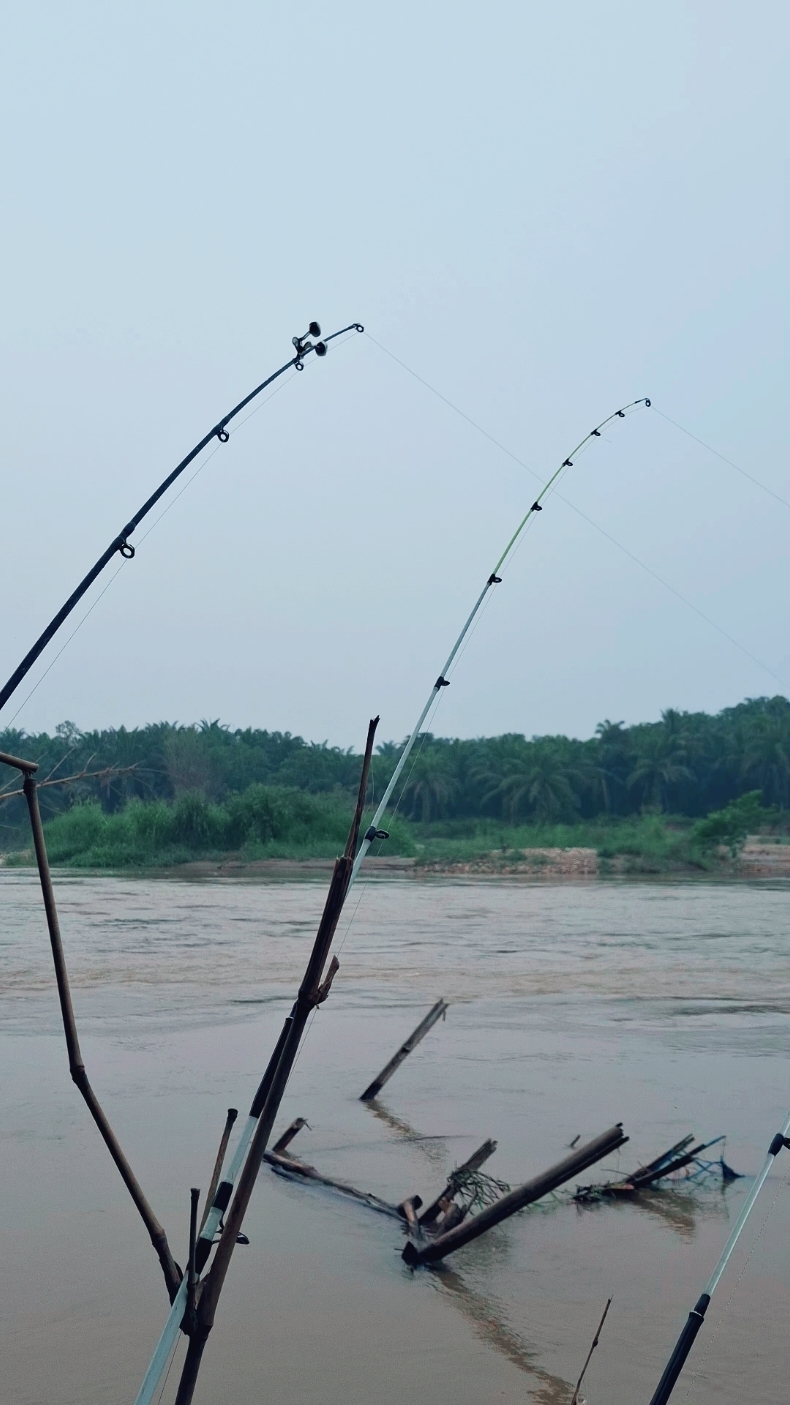 lagu mancing by Amin-⁹⁵  #mancing #mancingmania #fyp #fypppppppppppppppppppppp #joranmelengkung #pemancing #pemancingindonesia 