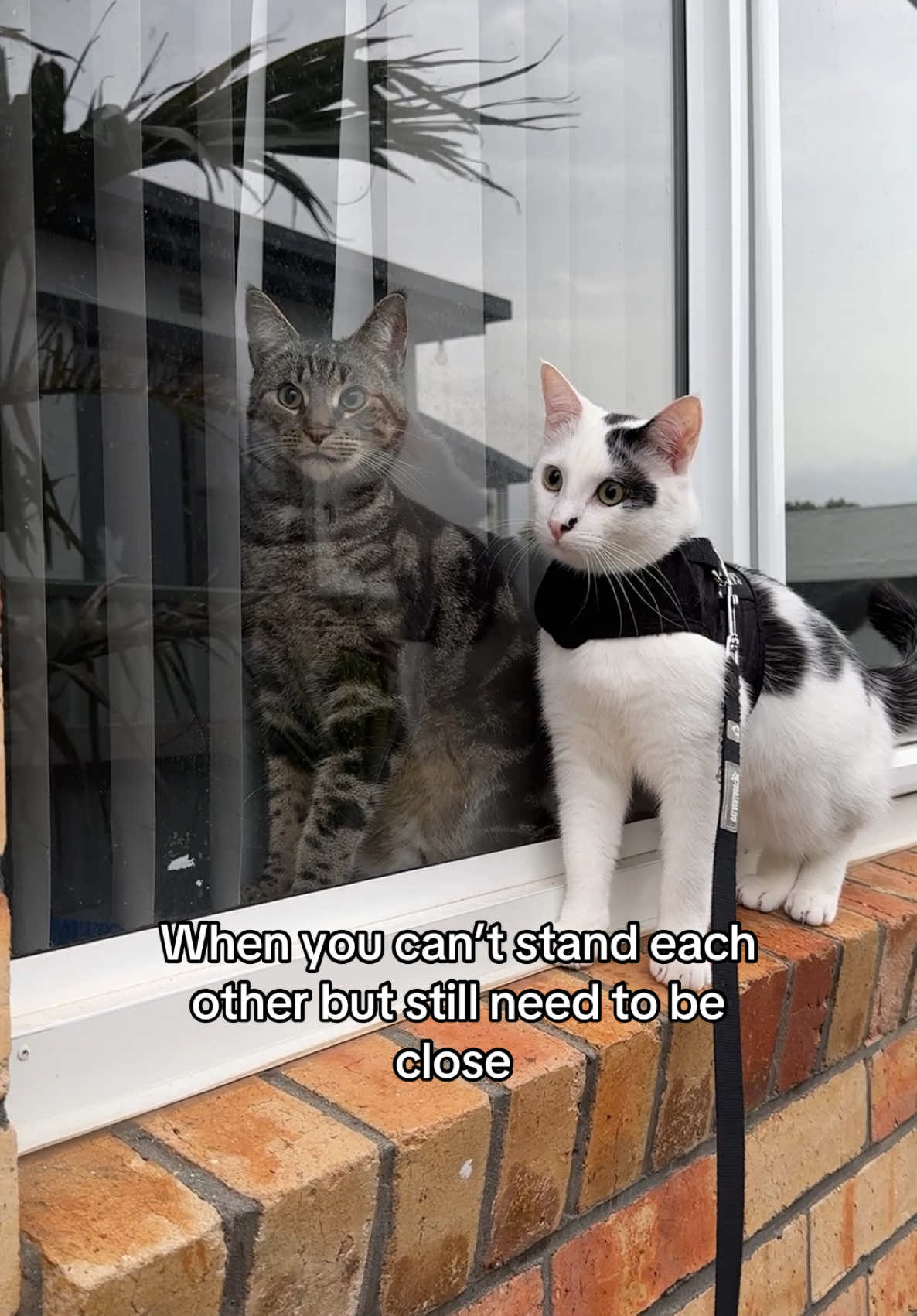 Daily cat drama 😺  #cat #catloversclub #catlover #cattok #catmomlife #catsvideo #fypシ #fyp #catsoftiktok #catlife #catsiblings #tabbycat #catolicos 