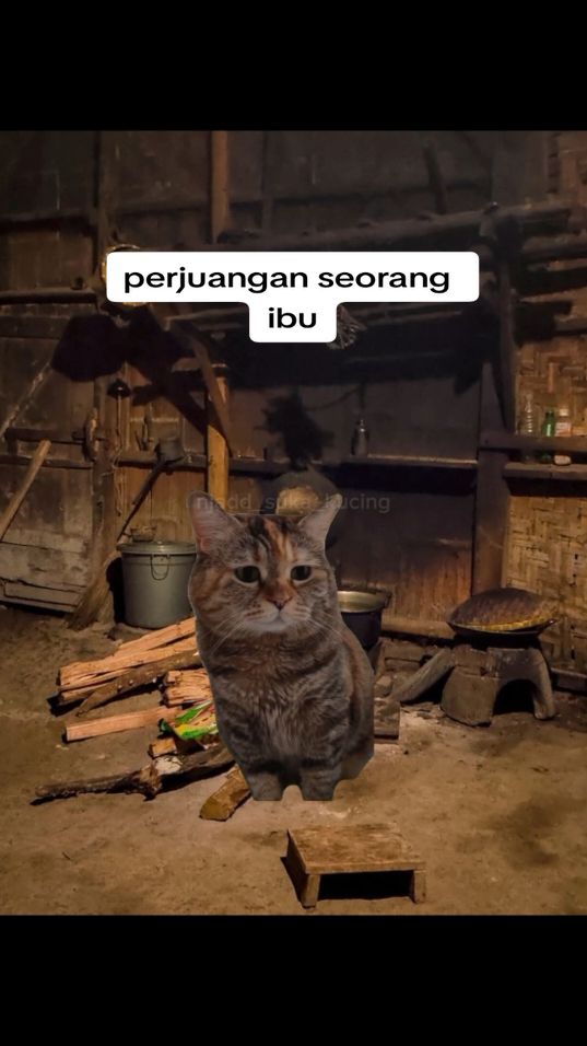 Bagian 1 | ibu adalah segalanya #memekucing #kucing #sad #cat #njaddkucing #fyp #xybca 