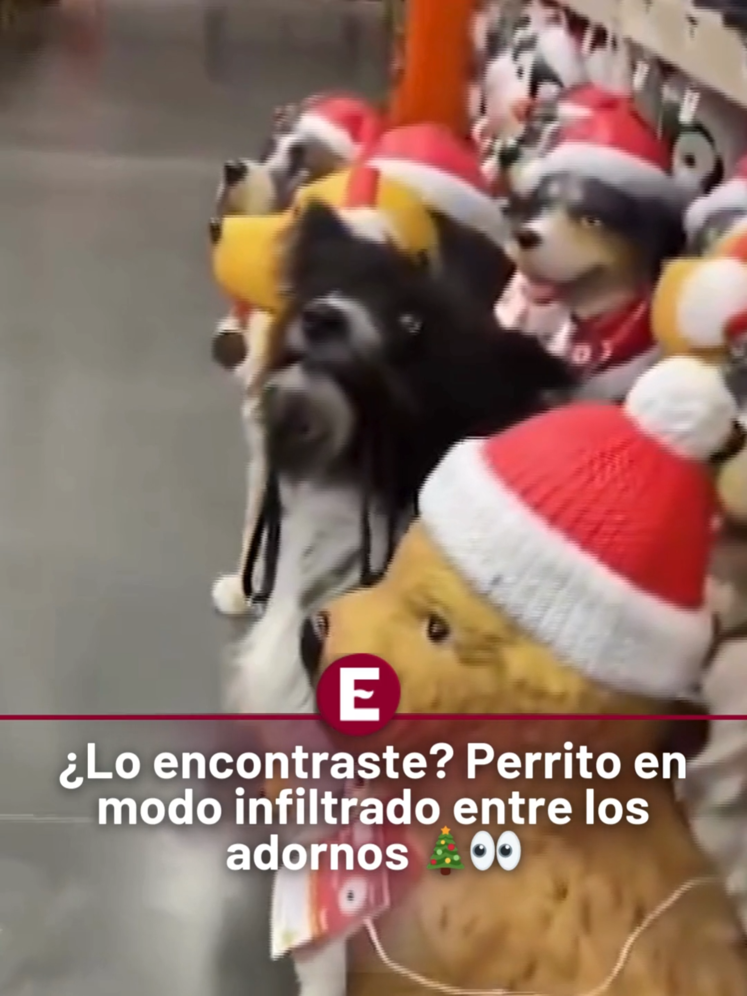 🎄🐶 ¡Infiltración navideña a la vista! 😱 Este perrito encontró la forma perfecta de 