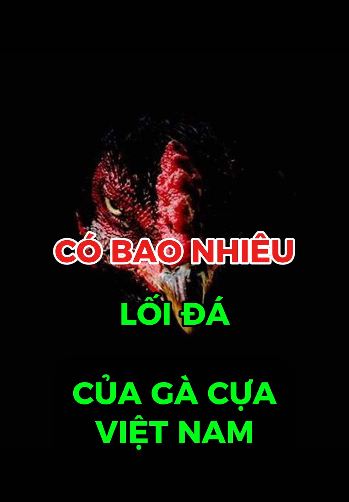 Có Bao Nhiêu Lối đá Của gà cựa VIỆT NAM #ga #gada #kienthuc 