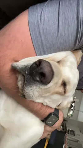 Just a dog taking a nap on dads lap! What a cutie! #dog #dognap #doglife #dogdad #lab #labradorretriever #labsoftiktok #dogsoftiktok #dogtok #PetsOfTikTok #cutedog 
