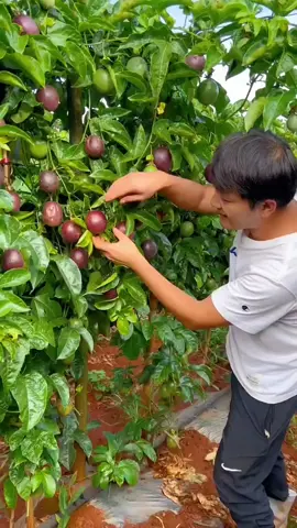 OMG😱🥰😋✨🔥#top #happy #fyp #asmr #foryou #fruit #threefarmers #smile #fresh #yummy 