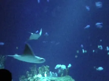 11.16.24 | aquariums are so beautiful yet so sad #fyp #marineanimals #digitalcamera #digitaldiary #foryou #aquarium #aesthetic #ocean 